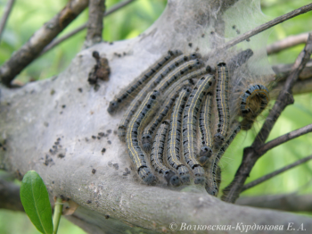 Malacosoma neustria castrensis Mothsch.  Кольчатый коконопряд